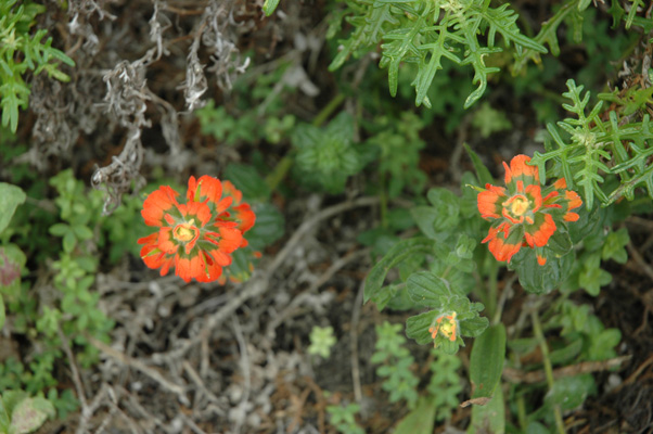 Soberanes Canyon 008.jpg